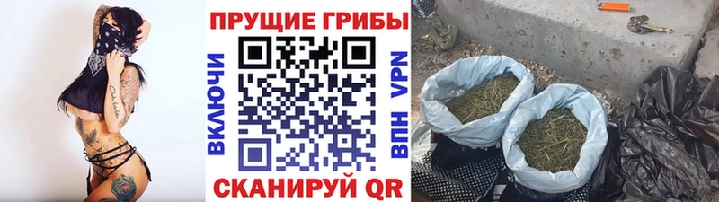 где купить Ступино Псилоцибиновые грибы GOLDEN TEACHER